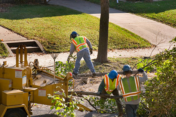 Best Stump Grinding and Removal  in Lionville, PA